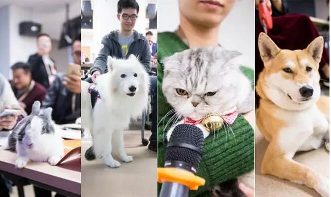 萌宠求学当网红，张大奕要失业了!