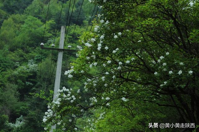 “五一”假期去哪？西安这条峪能开车进山，25公里山水画廊美极了