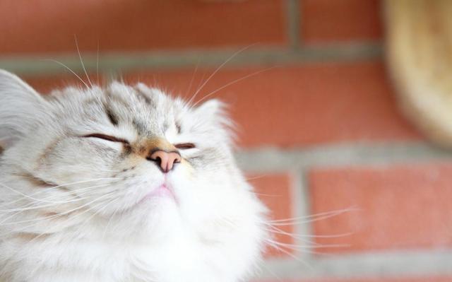 宠物益生菌是个好东西,可如果使用方法错了,钱就白花了 宠物益生菌是个好东西,可如果使用方法错了,钱就白花了