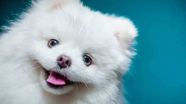 小红书宠物行业推广的干货：3个获客方式＋4个涨粉技巧