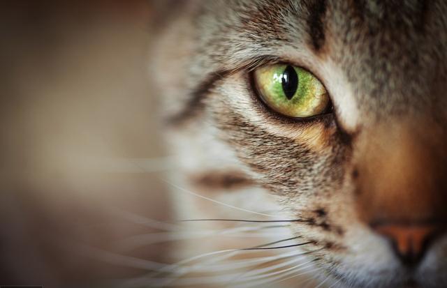 狸花猫跌落神坛，被CFA除名，在国外售价上万也成了过去式