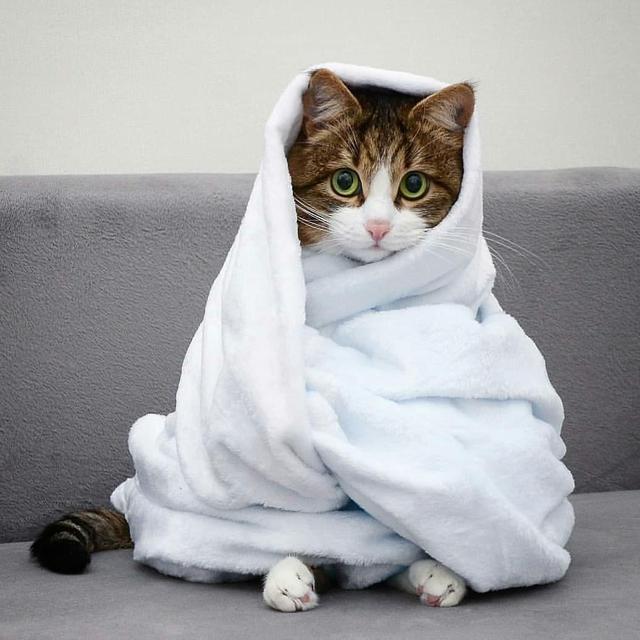 如何正确给猫咪剪指甲？别忽略了这根“线”