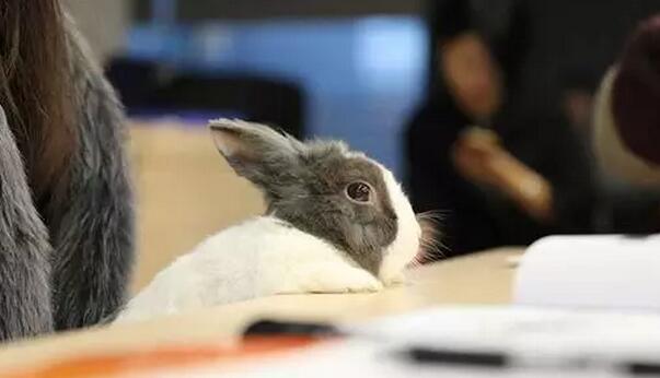 萌宠求学当网红，张大奕要失业了!