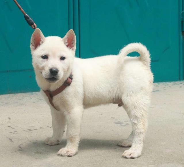 老祖宗选猎犬的方法：瓦盖鼻，花舌头，中间尾，都是传下来的经验