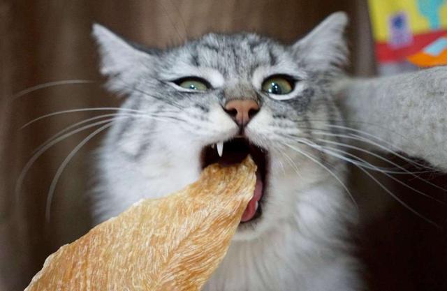 如何正确给猫咪剪指甲？别忽略了这根“线”