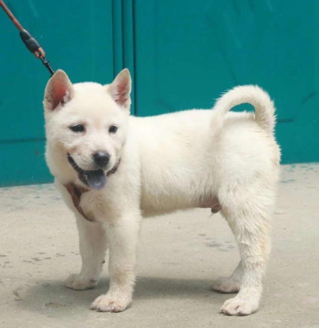 老祖宗选猎犬的方法：瓦盖鼻，花舌头，中间尾，都是传下来的经验