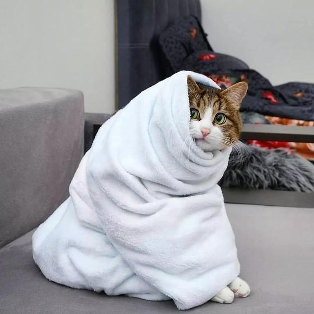 如何正确给猫咪剪指甲？别忽略了这根“线”