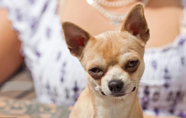 宠物益生菌是个好东西,可如果使用方法错了,钱就白花了 宠物益生菌是个好东西,可如果使用方法错了,钱就白花了