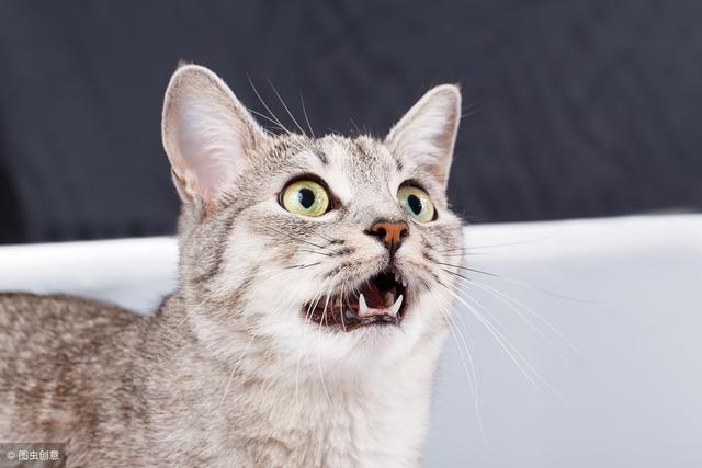 只需掌握这一招，就可以将猫咪训的跟狗狗一样听话