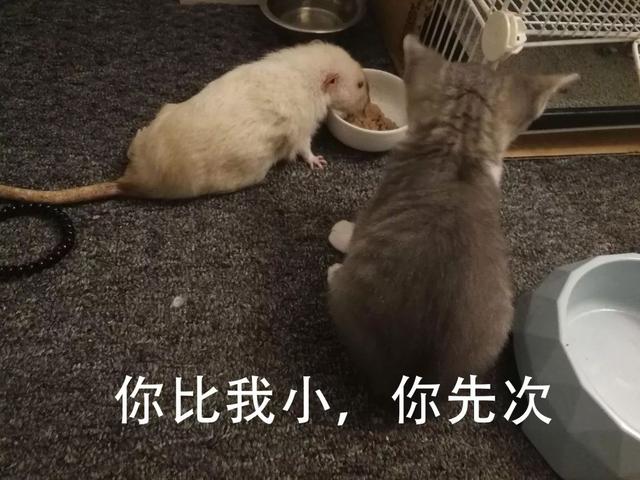 如何正确给猫咪剪指甲？别忽略了这根“线”