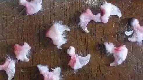 如何正确给猫咪剪指甲？别忽略了这根“线”