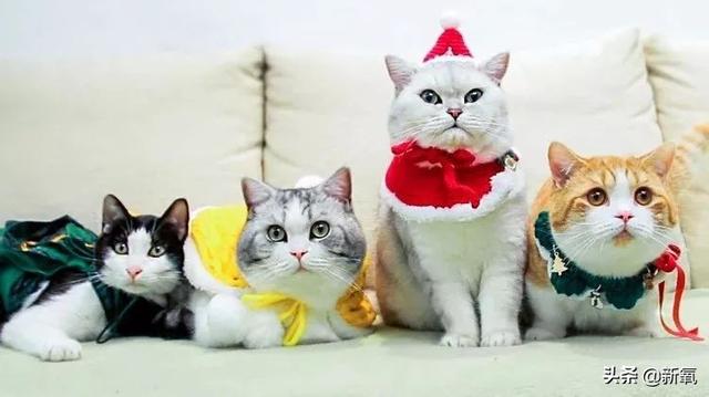 党妹凭颜值称霸美妆区，papi靠才华第二，却都没火过b站照骗的她