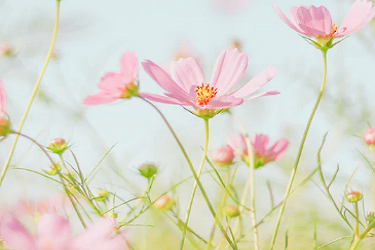 淘宝店铺是不是等级越高流量越多？如何划分层级？