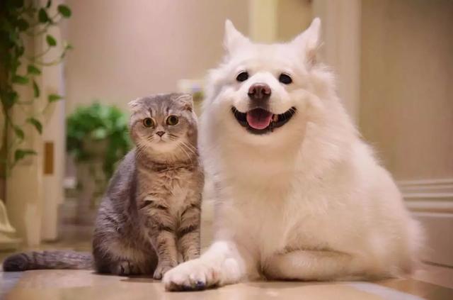 从回忆小马甲到花花与三猫，宠物网红进化论