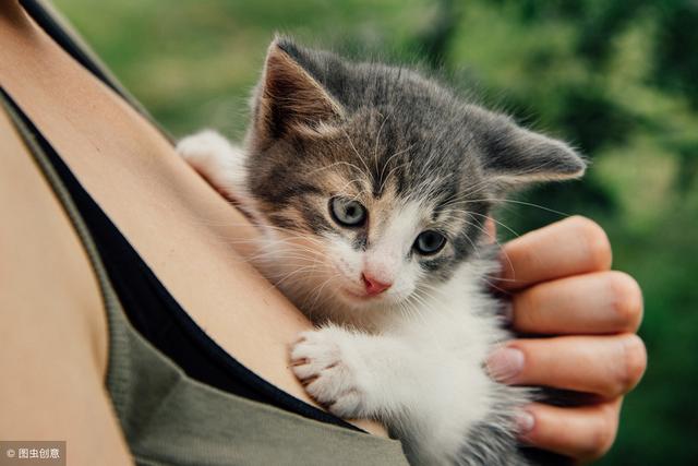 只需掌握这一招，就可以将猫咪训的跟狗狗一样听话