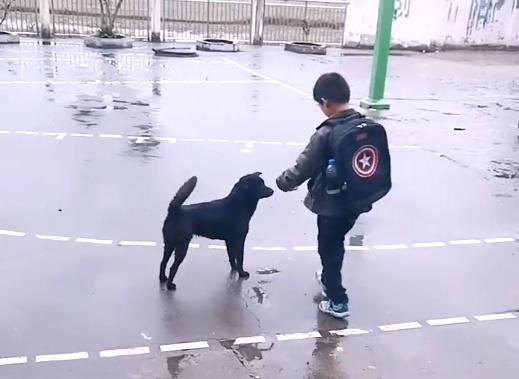 田园犬：每天把送小主人送到学校，等小主人摸摸它，它才会离