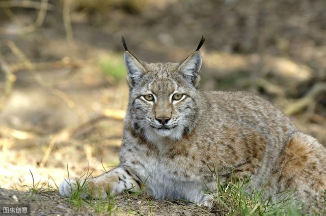 猫和人类相处了1万年，它依然是野生动物，只学会了撒娇卖萌