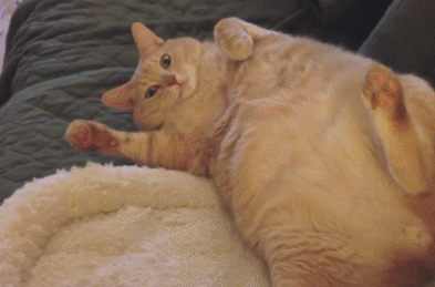 为什么中国年轻人甘愿成猫奴？