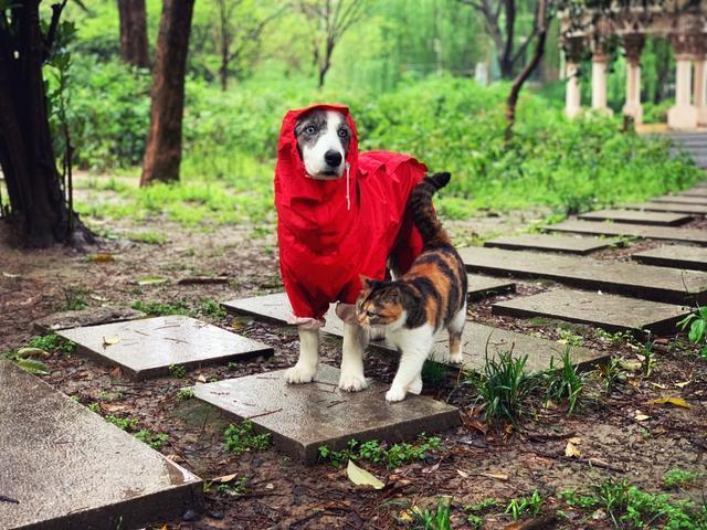 流浪猫的另类饲养方式，只拥有它的灵魂，不拥有它的肉体