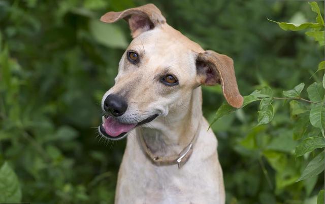宠物益生菌是个好东西,可如果使用方法错了,钱就白花了 宠物益生菌是个好东西,可如果使用方法错了,钱就白花了