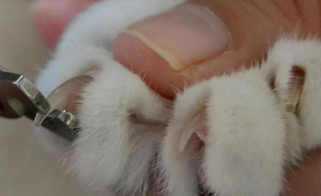 如何正确给猫咪剪指甲？别忽略了这根“线”