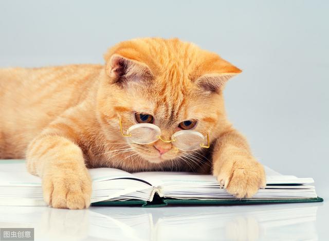 猫和人类相处了1万年，它依然是野生动物，只学会了撒娇卖萌