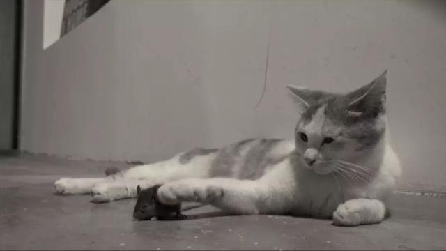 如何正确给猫咪剪指甲？别忽略了这根“线”