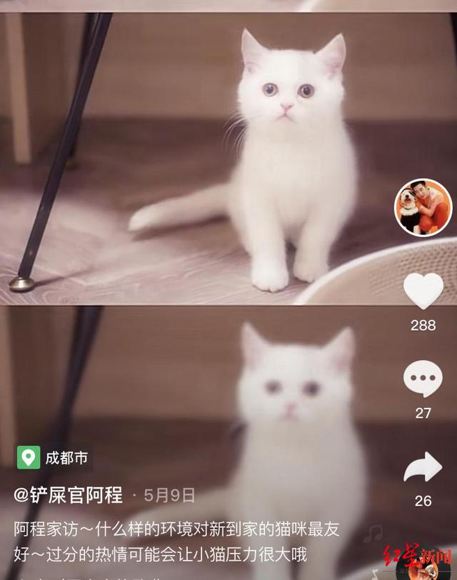 “萌宠博主”的生意经：有宠物医生一年带货千万，也有博主苦于回本