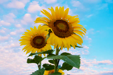 淘宝联盟什么时候能提现?如何结算? 淘宝联盟什么时候能提现?如何结算?