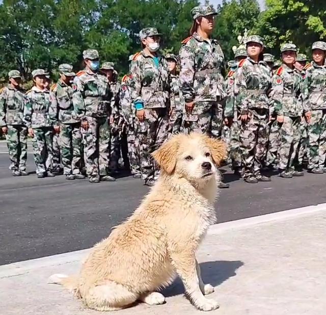 还记得去年运动会得亚军，但被保安拎出去的狗狗吗？今年它又来了