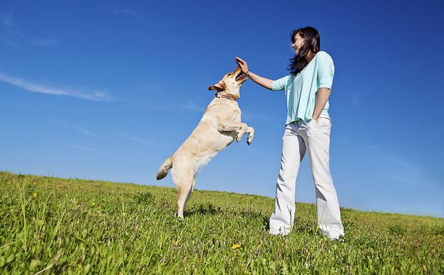 训狗三要素，掌握这三点，你的狗狗更听话
