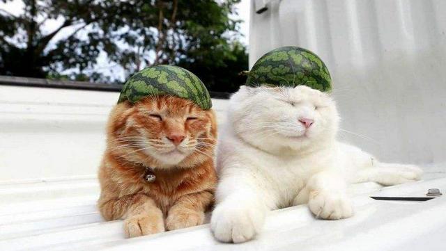 为什么中国年轻人甘愿成猫奴？