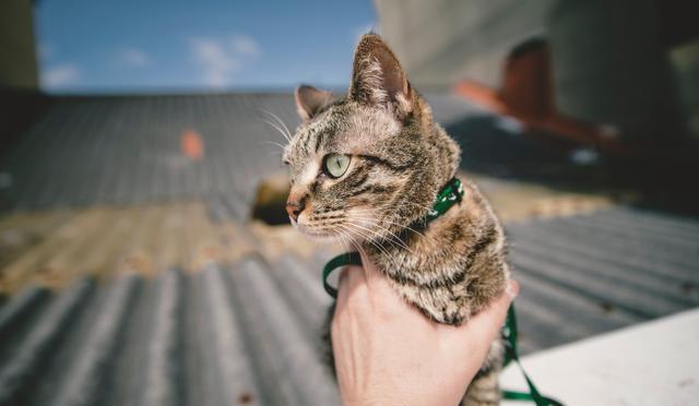 狸花猫跌落神坛，被CFA除名，在国外售价上万也成了过去式