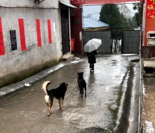 田园犬：每天把送小主人送到学校，等小主人摸摸它，它才会离
