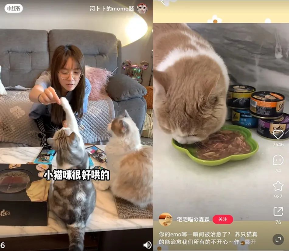 精致养宠潮流下，品牌小红书营销如何出圈？