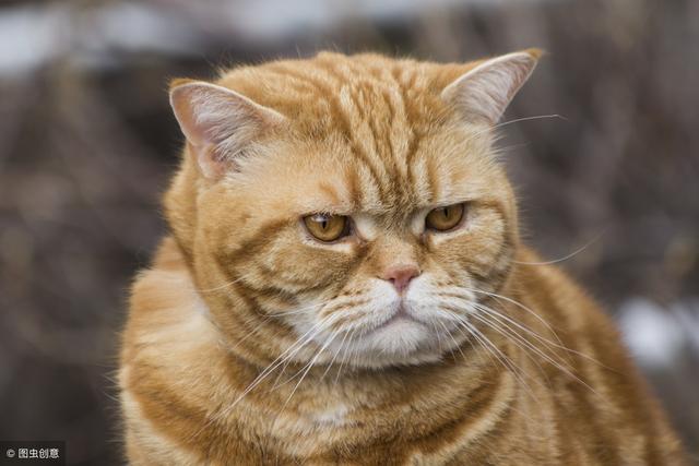 只需掌握这一招，就可以将猫咪训的跟狗狗一样听话