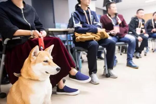萌宠求学当网红，张大奕要失业了!