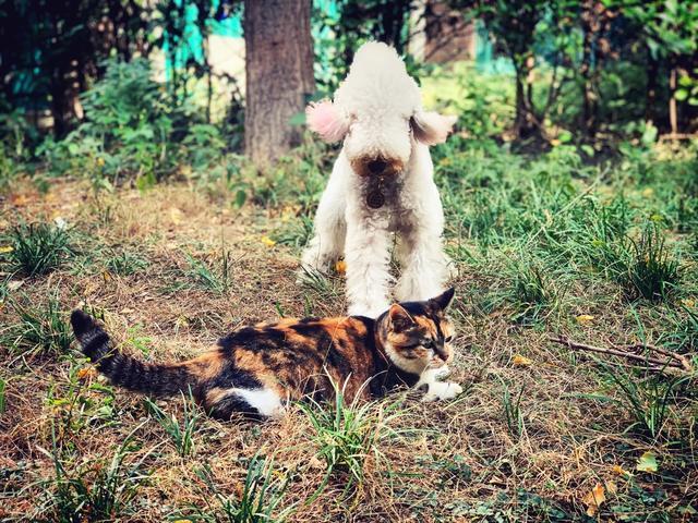 流浪猫的另类饲养方式，只拥有它的灵魂，不拥有它的肉体