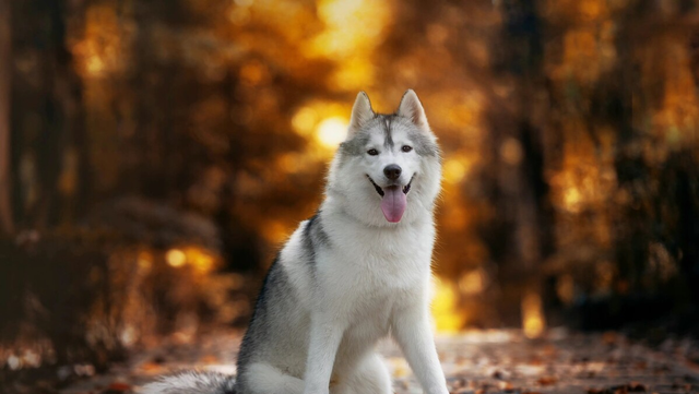 小红书宠物行业推广的干货：3个获客方式＋4个涨粉技巧