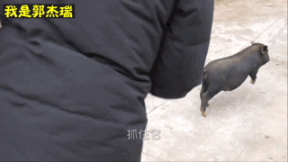 党妹凭颜值称霸美妆区，papi靠才华第二，却都没火过b站照骗的她