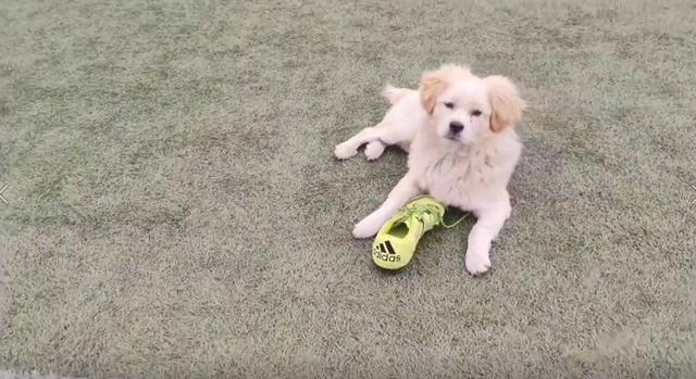 还记得去年运动会得亚军，但被保安拎出去的狗狗吗？今年它又来了