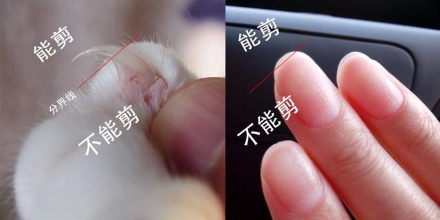 如何正确给猫咪剪指甲？别忽略了这根“线”