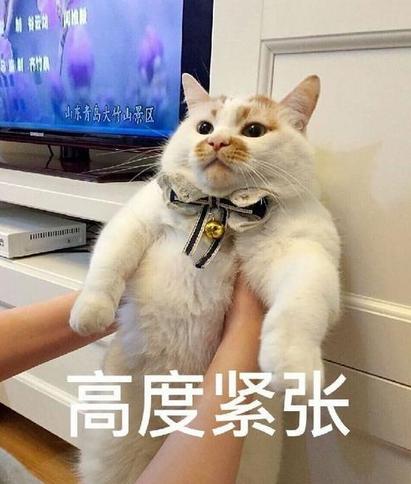 为什么中国年轻人甘愿成猫奴？