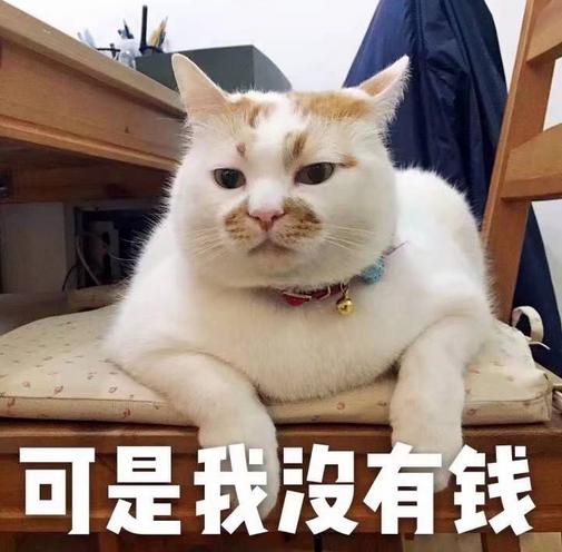 为什么中国年轻人甘愿成猫奴？