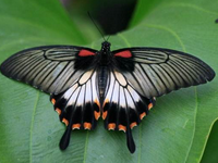 淘宝盗图原图制作方法，收到盗图投诉该怎么办?