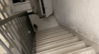 流浪猫的另类饲养方式，只拥有它的灵魂，不拥有它的肉体