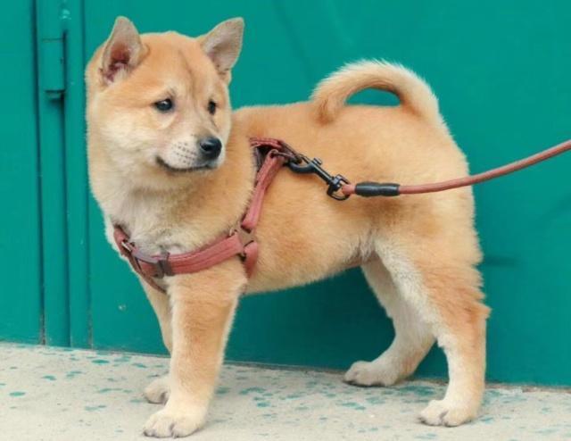 老祖宗选猎犬的方法：瓦盖鼻，花舌头，中间尾，都是传下来的经验