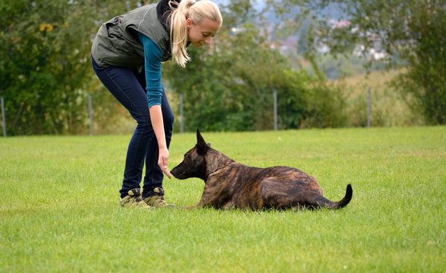 训狗三要素，掌握这三点，你的狗狗更听话