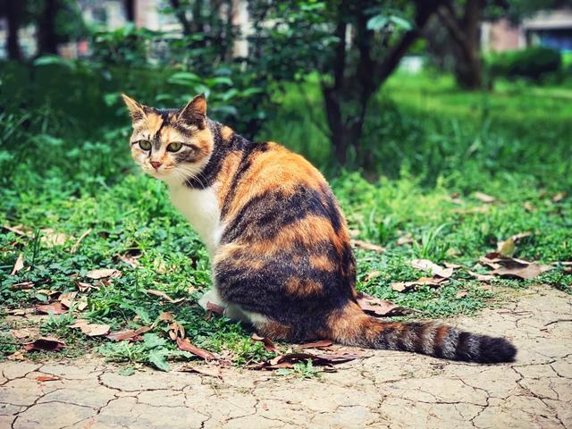 流浪猫的另类饲养方式，只拥有它的灵魂，不拥有它的肉体