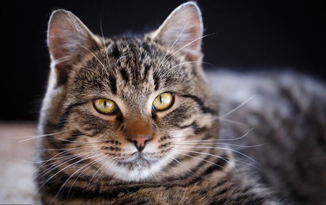 狸花猫跌落神坛，被CFA除名，在国外售价上万也成了过去式